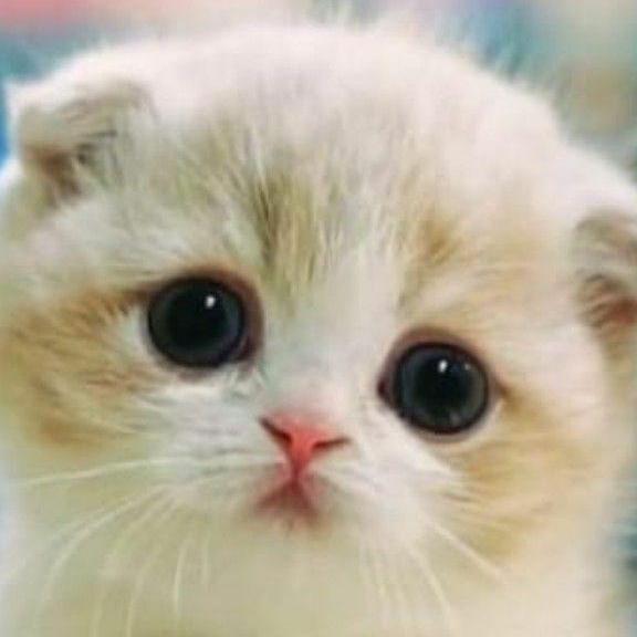 Cat Lovers😻😽🌏🪐