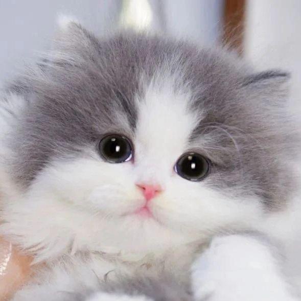 Cat Lovers