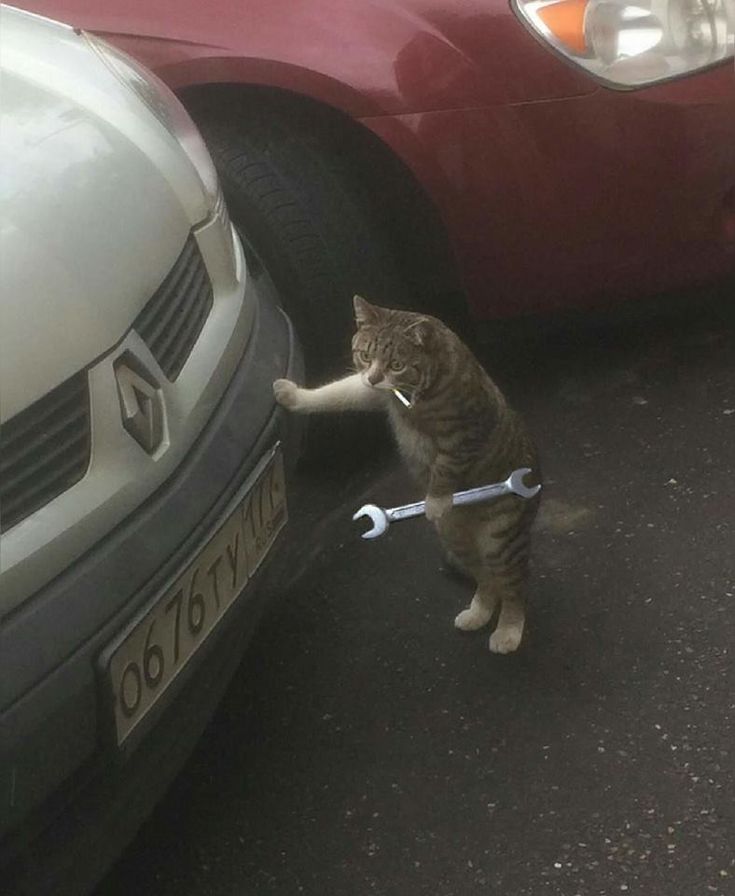 Funny Animals
